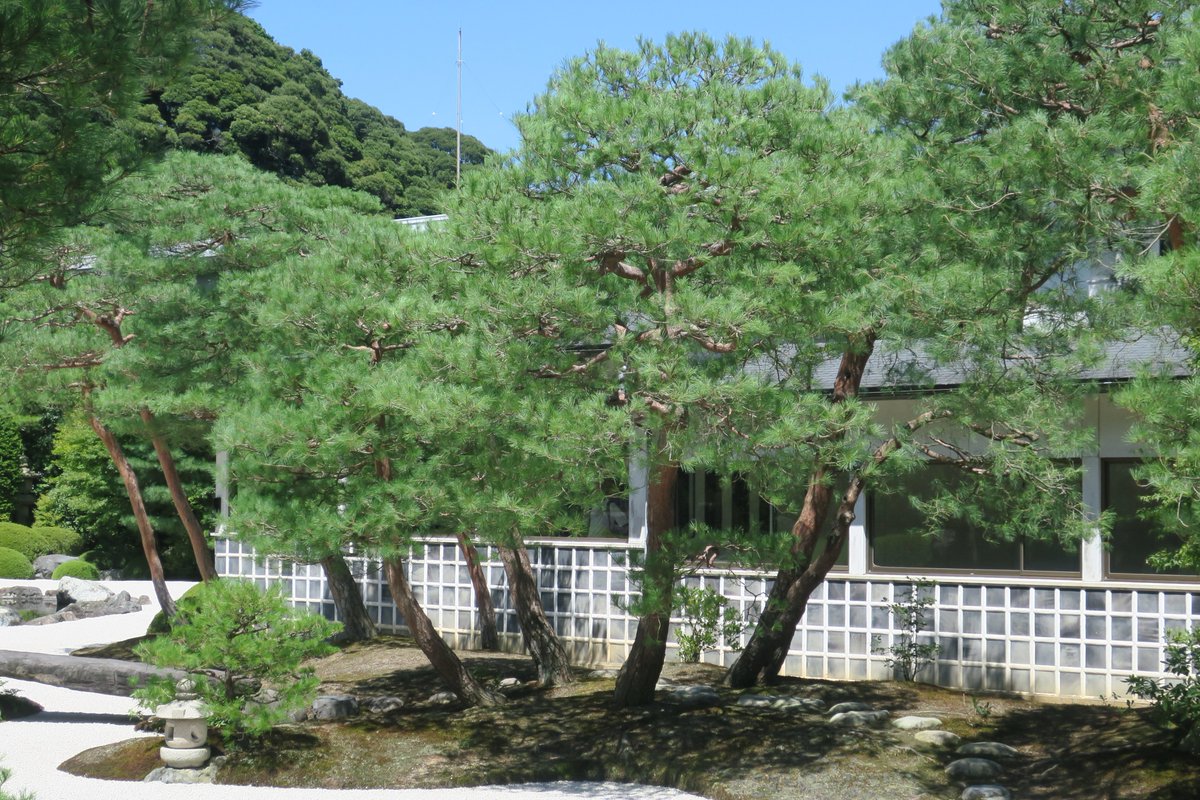 赤松の剪定Vol.4｜剪定後の赤松】 剪定前の赤松と、剪定を終えたばかり