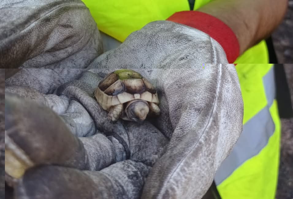Διασωθέν χελονάκι 2,5 εκατοστών από την Κερατέα. 

Κάθε ζωή έχει αξία 💜

Via Rosa.gr
