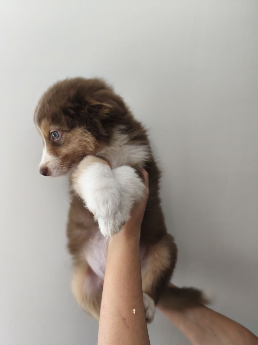 Samedi on va enfin chercher notre premier Loulou.... j'ai tellement hâte je pense qu'à ça 🥹