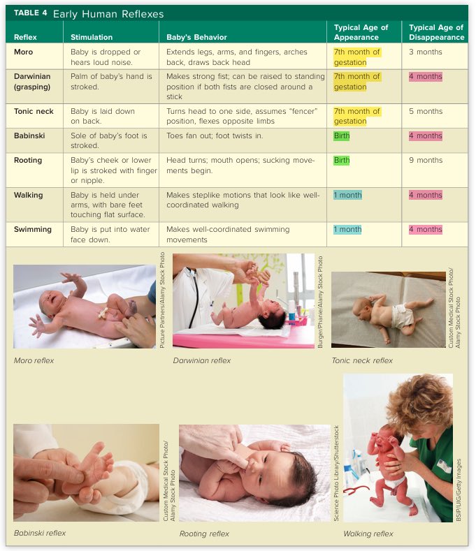 💭 on a scale of 1-9 gaano kadamot si baby? i measure gamit ang damot bar!

DAMOT (appear at 7th month of GESTATION)
BAR (appear at BIRTH)

Scores: (typical disappearance)
DArwinian- 4
MOro- 3
Tonic neck- 5
BAbinski- 4
Rooting- 9

* all of which are PRIMITIVE reflexes