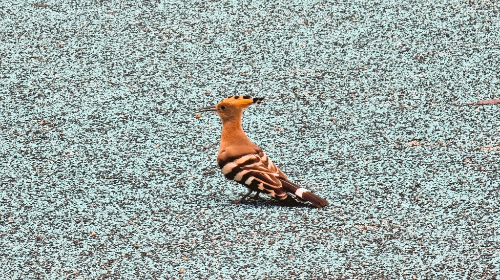 아파트 마당에 후투티 있어 ㅋ