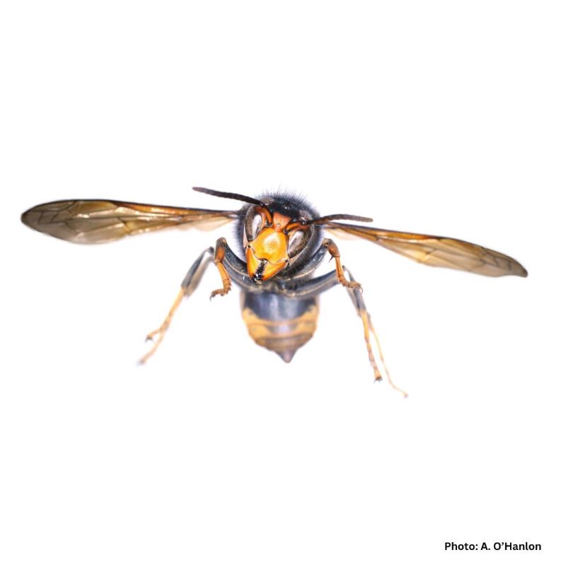 All-Ireland Pollinator Plan tweet media