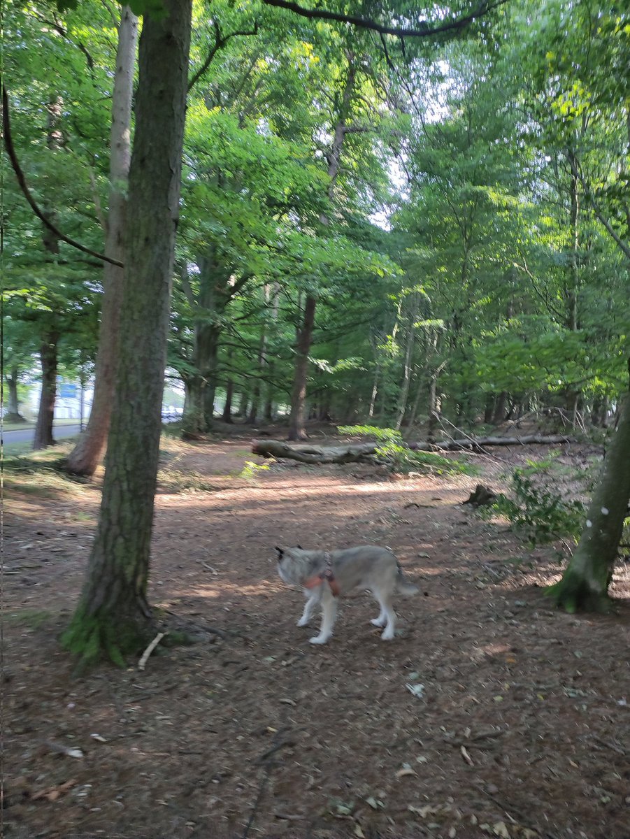 Meandering in Kate's Wood nice and sheltered for walk before it get roasty toasty 🥵