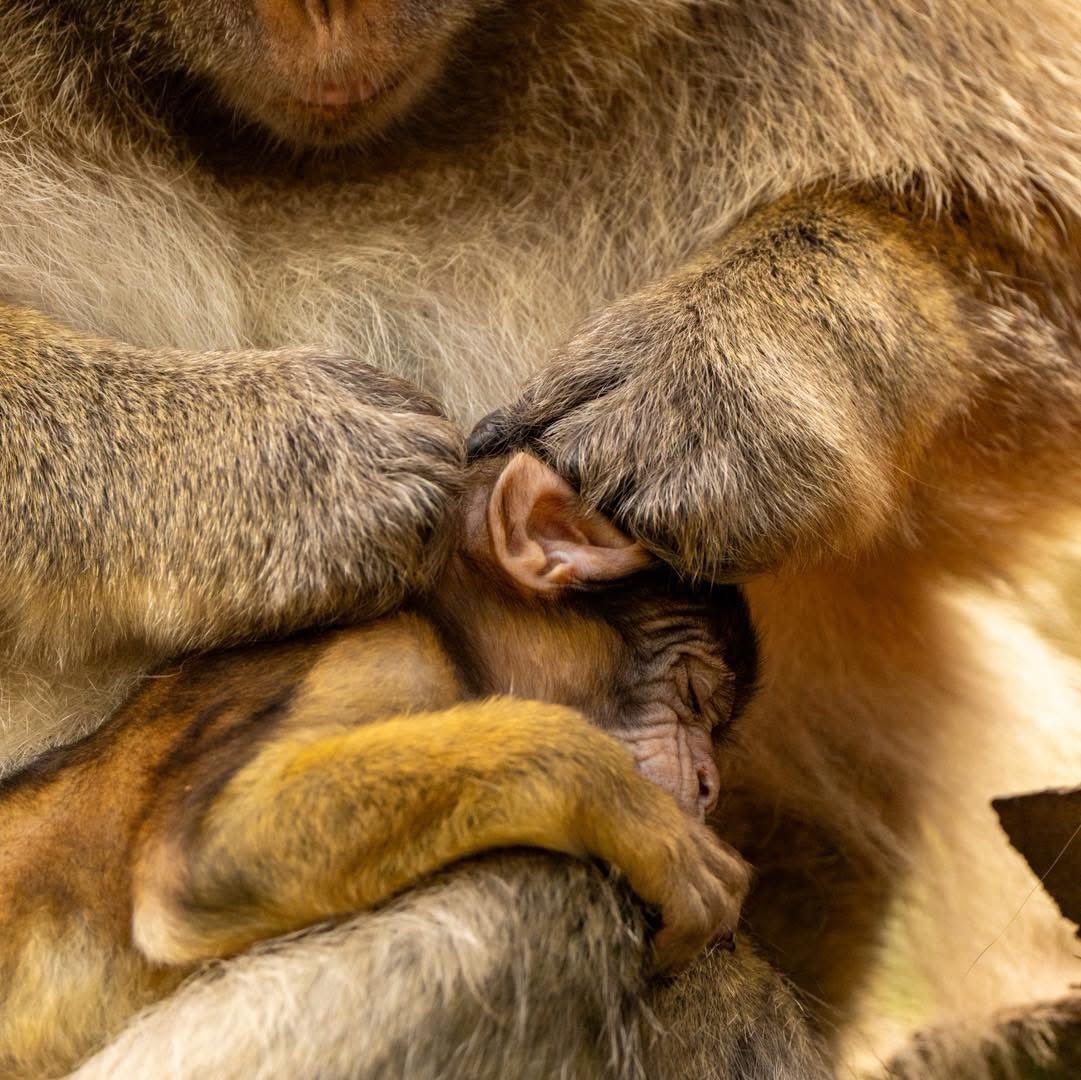 Trentham Monkey Forest tweet media