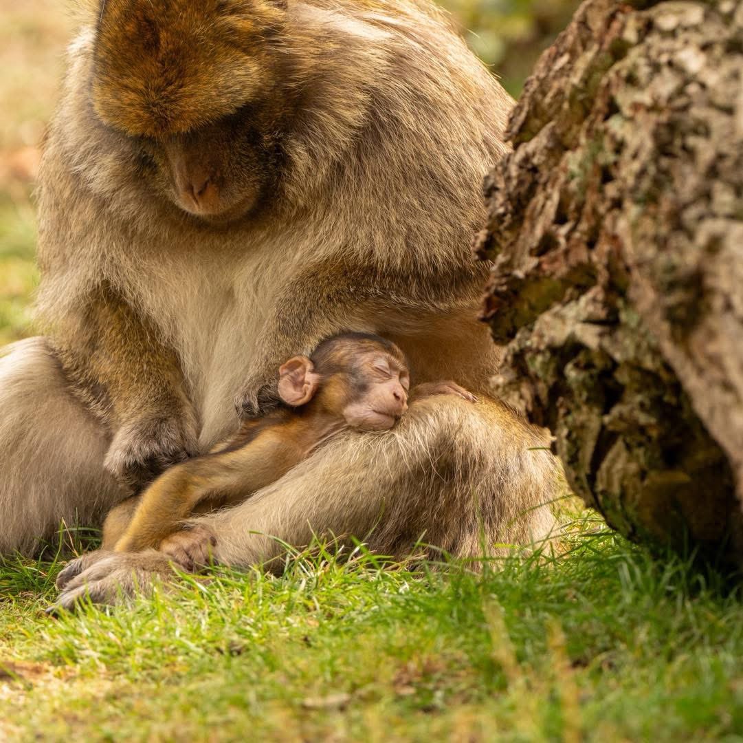 Trentham Monkey Forest tweet media