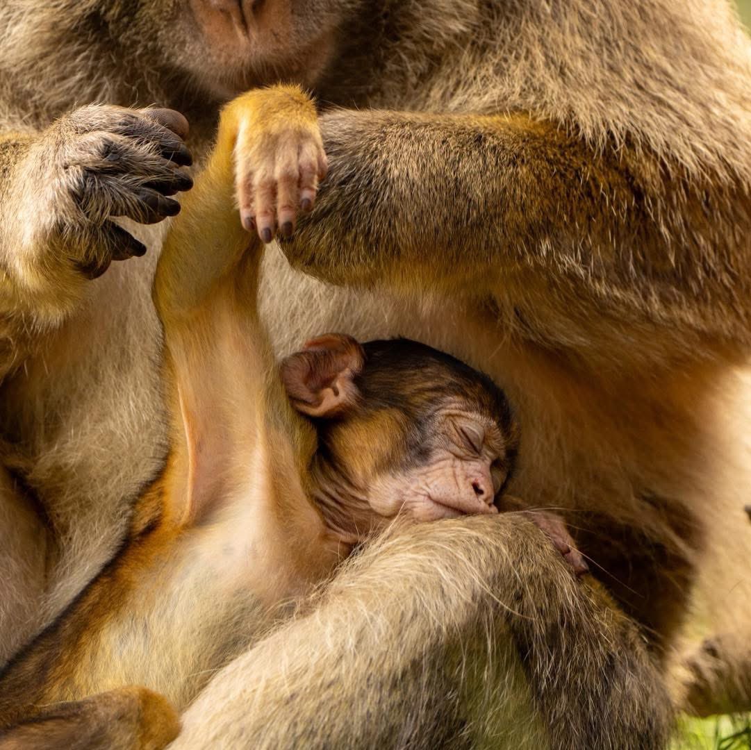 Trentham Monkey Forest tweet media