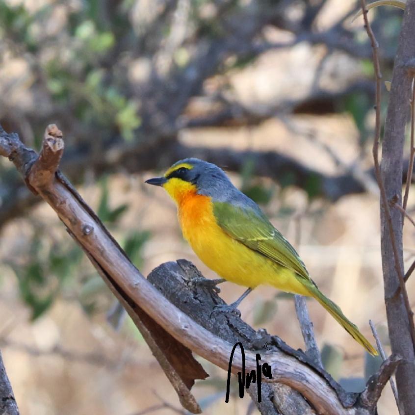 AnjaBSch's tweet photo. #Orangebreasted #bush #shrike posing just long enough for me to take a photograph.
#photography #nature #outdoors #garden #goedemorgen #birdwatching #Francistown #Botswana #Africa #BirdsSeenIn2025 https://t.co/509XIJ8b4f