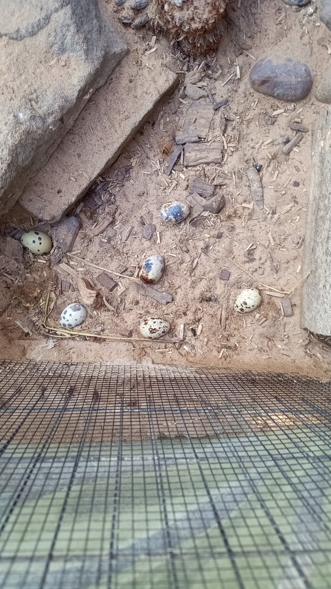 Richard Oliver Bray (@richobray) on Twitter photo It's not often we get multiple eggs in one place, but it's really nice when it happens 🐤🥚☺️ It's not often we get multiple eggs in one place, but it's really nice when it happens 🐤🥚☺️