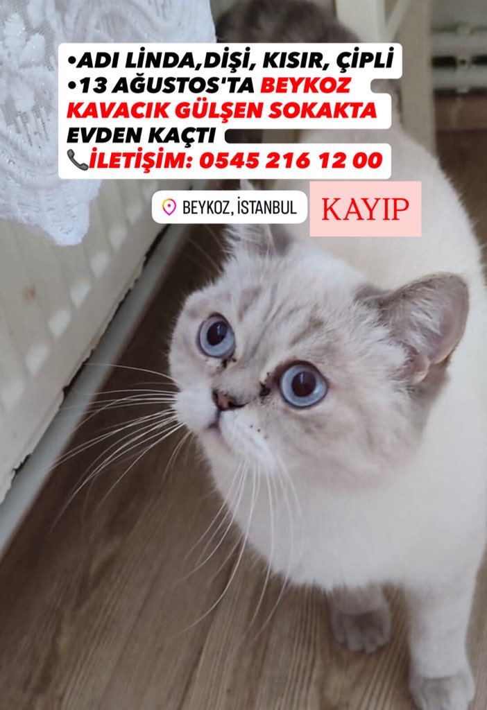 İstanbul / Beykoz Kavacık Gülșen Sokak 
Kayıp🆘
<a href="/birdeevindelisi/">birkedidelisi</a>