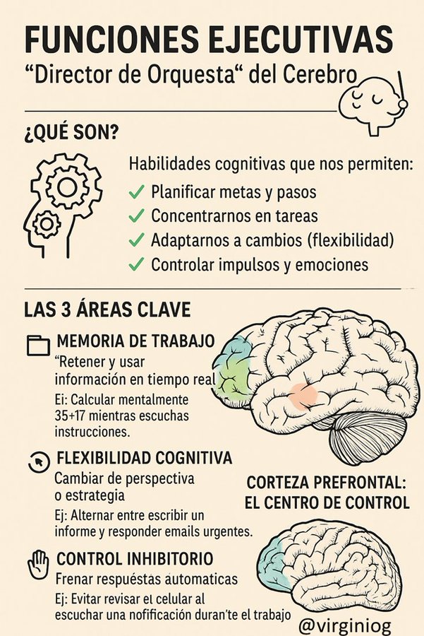 Las funciones ejecutivas permiten planificar, el pensamiento flexible, la atenta concentración y la inhibición
Sus tres áreas son
-memoria funcional
-flexibilidad cognitiva y
-control inhibitorio

La región cerebral más vinculada es la  corteza prefrontal en el lóbulo frontal