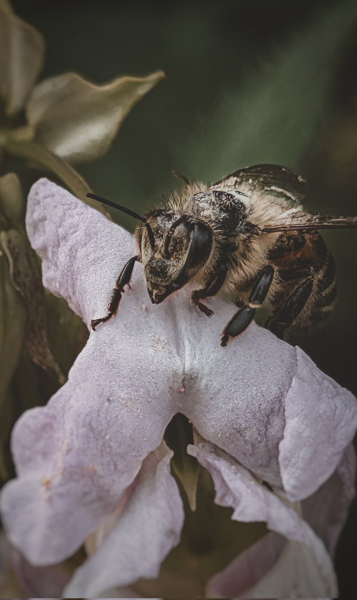 Investigation 🖤🐝
#macro #nature #photography