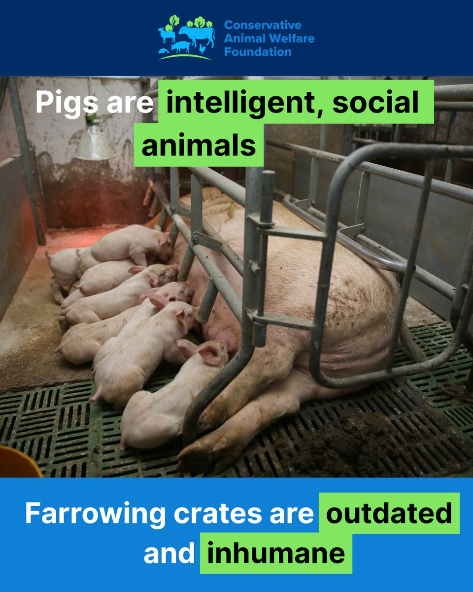 ConservativeAWF's tweet photo. Pigs are intelligent, social animals. Farrowing crates are outdated and inhumane.

We are campaigning for an end to this cruel practice through our #CrateEscape campaign:

https://t.co/orIAgMmvHE https://t.co/qBuWtHEgGm
