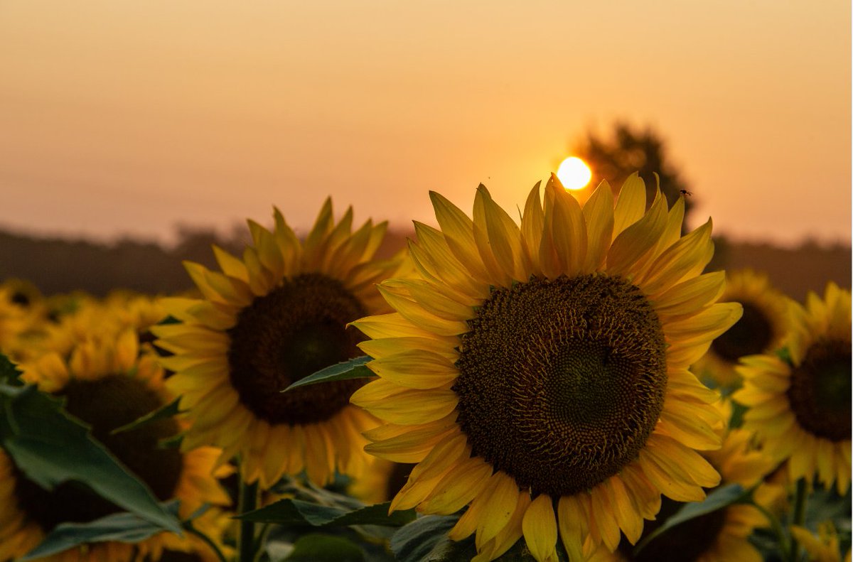 “August is the golden hour of summer, when the sun lingers a little longer and nature glows with quiet beauty.” - seekblessings.com

#QuoteOfTheDay #seekblessings #SafeSoilUK #August #summer #nature