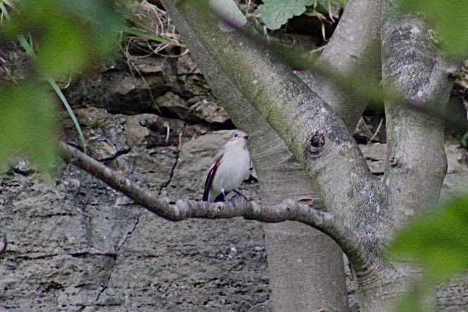 basham6's tweet image. Pied Flycatcher Marsden Quarry