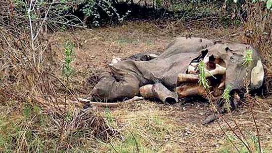 The death toll among Sri Lanka’s majestic tuskers continues to rise, exposing the deep and ongoing failure of authorities to protect one of the nation’s most iconic species. zurl.co/ELhAA