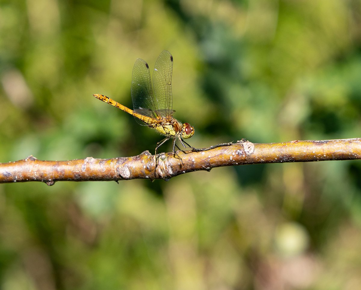edmondslyn's tweet photo. I understand that this may be a Common Darter dragonfly (female?), with her wings held upright resting in the sunshine at Anglesey Abbey, Cambridgeshire recently (06.08.25)
#InsectThursday #CommonDarter #dragonfly https://t.co/qS8sy9fOty