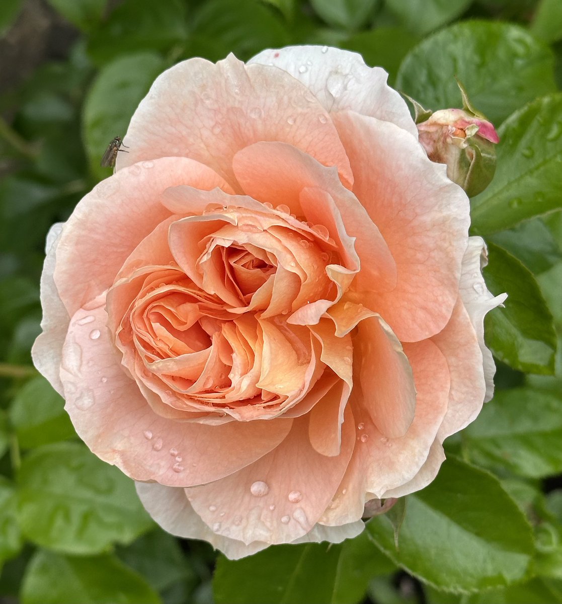 Yesterday was #InternationalLefthandersDay! We use our secateurs upside down (yes I know you can get left-handed ones), slice bread at a wonky angle &amp; overcome other obstacles in a right-handed world, so here’s a #rose for all us #southpaws! ‘It’s A Wonderful Life.’ #GardeningX