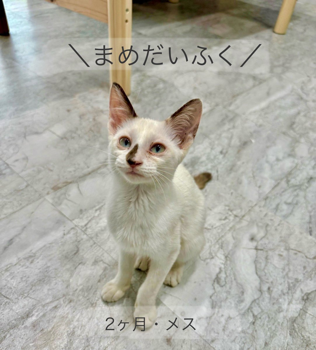 なみそ📕KEN/メジェド4コマ書籍化! tweet media