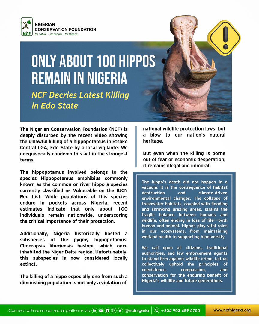 NCF Decries Killing of Endangered Hippopotamus in Edo State

The recent killing of an endangered hippopotamus in Edo State is a devastating blow to conservation. 

These species are vital for healthy wetlands, yet face threats from habitat loss and human-wildlife conflict.

We