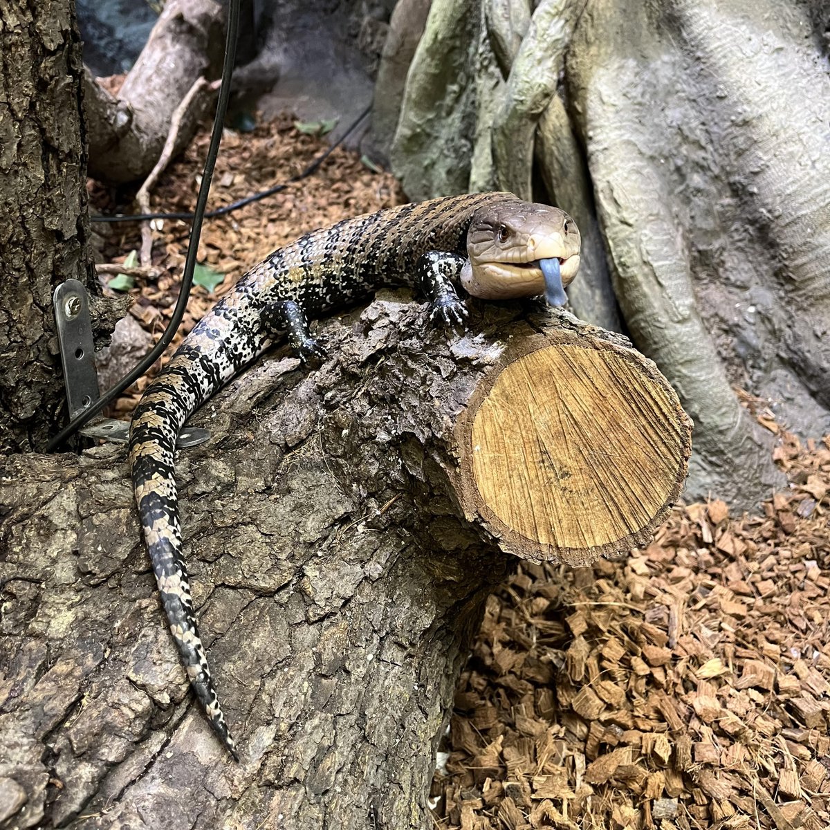本日8月14日は ＃世界トカゲの日🦎 生物園で飼育しているトカゲたちを