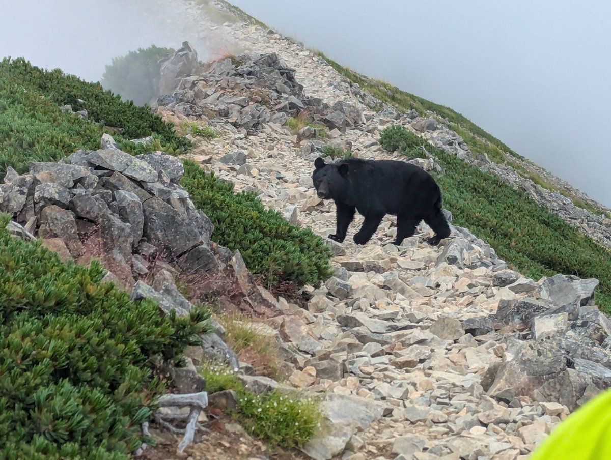 fsc2a's tweet photo. 鹿島槍ヶ岳の南側でクマの親子と遭遇。人間には目もくれず草を漁っていたけど、登山道まで出て向かってくるぐらい人馴れしていて驚いた。

近くて草wぐらいの感覚だったけど下山してから羅臼の事故を知って後から怖くなってきた。 https://t.co/FpOfiV9Yqe