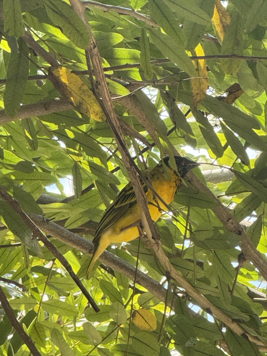 Nimemkuta Raisi wa Utopolo kajikunyata mpolee.😂😂