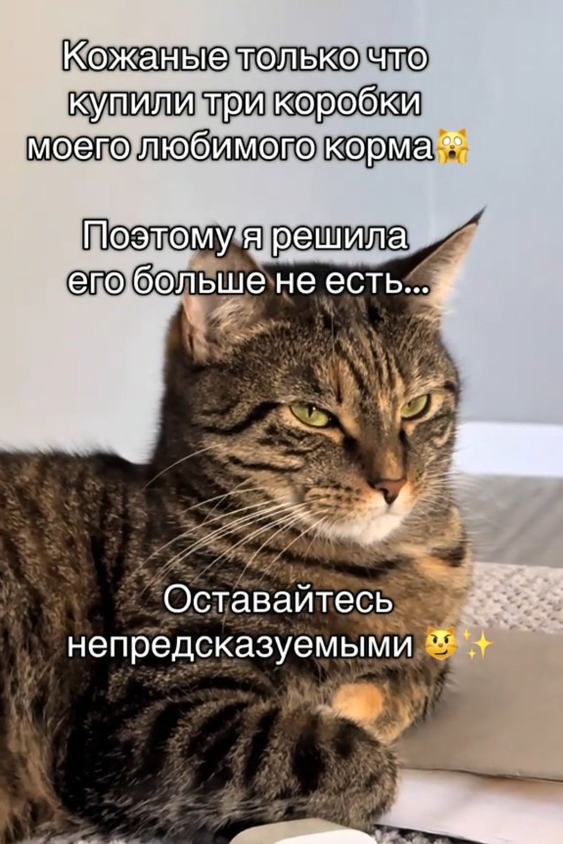 Это вот мой Честер. Не так давно я купила ему две спайки его дорогущих диетических консерв. А он их перестал есть и сказал сходить за оршанкой. (Здесь эмодзи, бьющееся головой о стену)