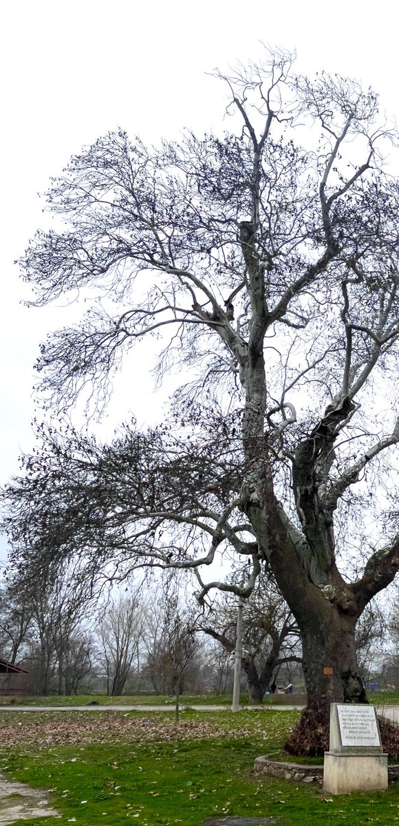 ErolPhotog15142's tweet image. B&amp;amp;W or Colored?!
(Pls full screen)

#bnw #colored #fullscreen #planetree #photo