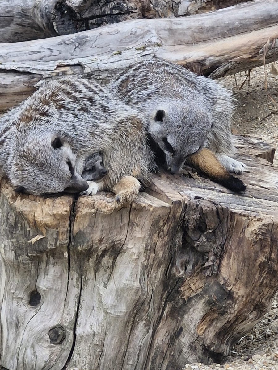 Peek -a- BOO.. 😍

Our little Boo having morning snuggles with mum. 🫂

#Meerkats #summerholidays #snuggles #isleofwight ❤️