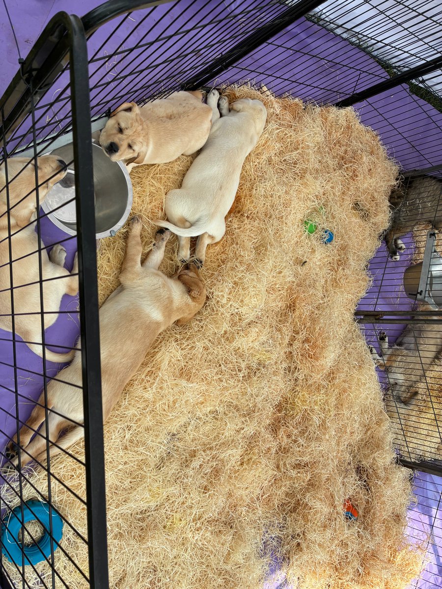 FBB_Officiel's tweet image. 🐶 Le salon du chiot de Niedernai, un scandale qui se répète !

Après 7 ans d'absence, ce marché aux chiots a refait surface les 26 et 27 juillet derniers dans le Bas-Rhin. Notre enquêtrice s'est rendue sur place et le constat est accablant : rien n'a changé !

❌ Des certificats…