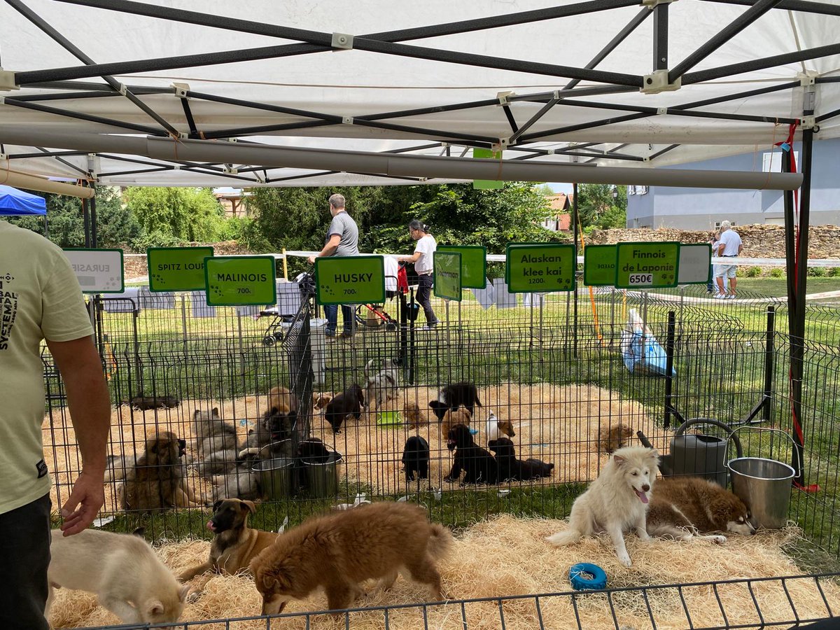 FBB_Officiel's tweet image. 🐶 Le salon du chiot de Niedernai, un scandale qui se répète !

Après 7 ans d'absence, ce marché aux chiots a refait surface les 26 et 27 juillet derniers dans le Bas-Rhin. Notre enquêtrice s'est rendue sur place et le constat est accablant : rien n'a changé !

❌ Des certificats…