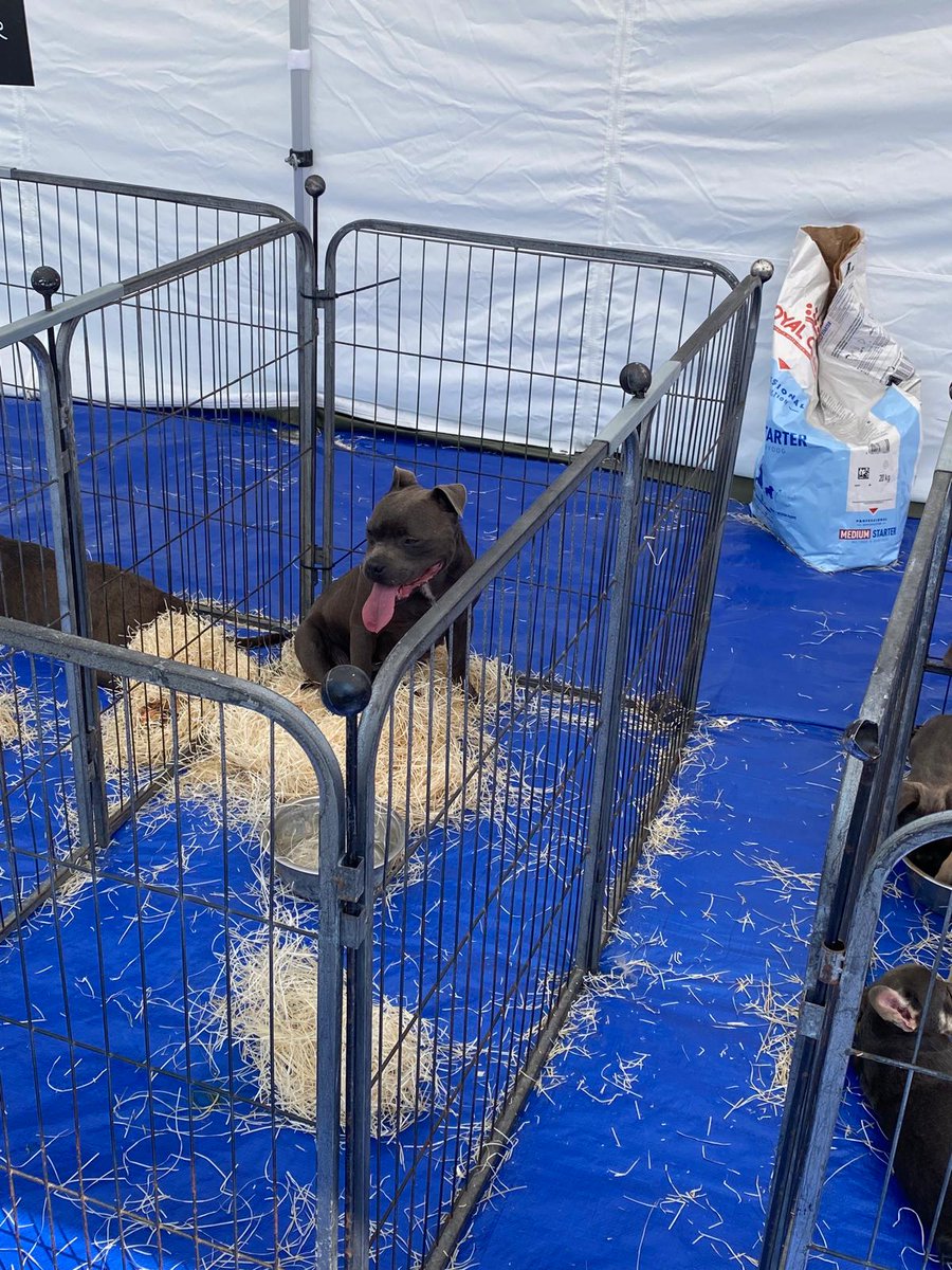 FBB_Officiel's tweet image. 🐶 Le salon du chiot de Niedernai, un scandale qui se répète !

Après 7 ans d'absence, ce marché aux chiots a refait surface les 26 et 27 juillet derniers dans le Bas-Rhin. Notre enquêtrice s'est rendue sur place et le constat est accablant : rien n'a changé !

❌ Des certificats…