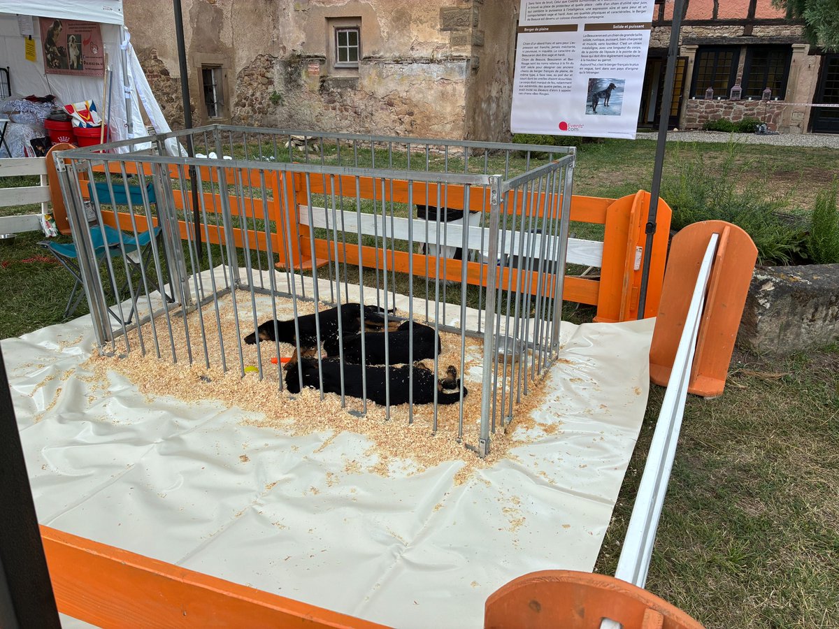 FBB_Officiel's tweet image. 🐶 Le salon du chiot de Niedernai, un scandale qui se répète !

Après 7 ans d'absence, ce marché aux chiots a refait surface les 26 et 27 juillet derniers dans le Bas-Rhin. Notre enquêtrice s'est rendue sur place et le constat est accablant : rien n'a changé !

❌ Des certificats…