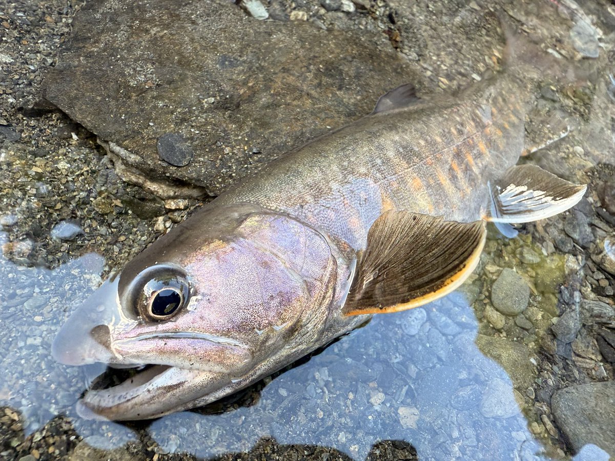 murachio's tweet image. 沢山釣って1匹だけキープしてその場でいただきました！
ウマウマでした！