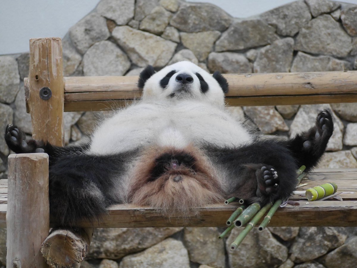 彩浜🐼
お誕生日おめでとう🎂
75gという小さな体で生まれてきて、ここまで成長してくれてありがとう。
中国での新しい生活はどうですか？
彩浜らしく楽しい7歳を過ごしてね✨
#アドベンチャーワールド
#ジャイアントパンダ
#パンダ
#彩浜