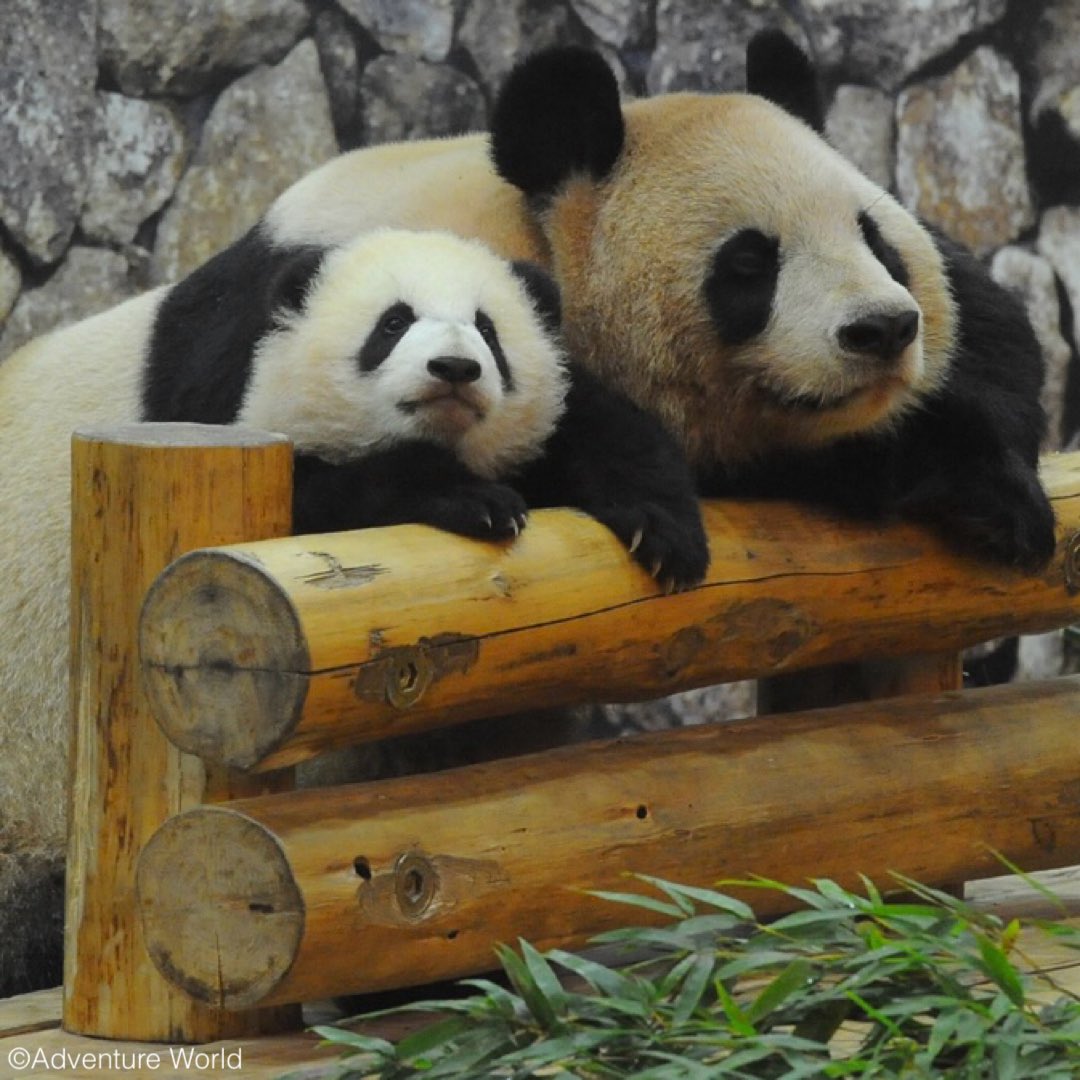 彩浜 (@pearl_kazu) / Posts / X