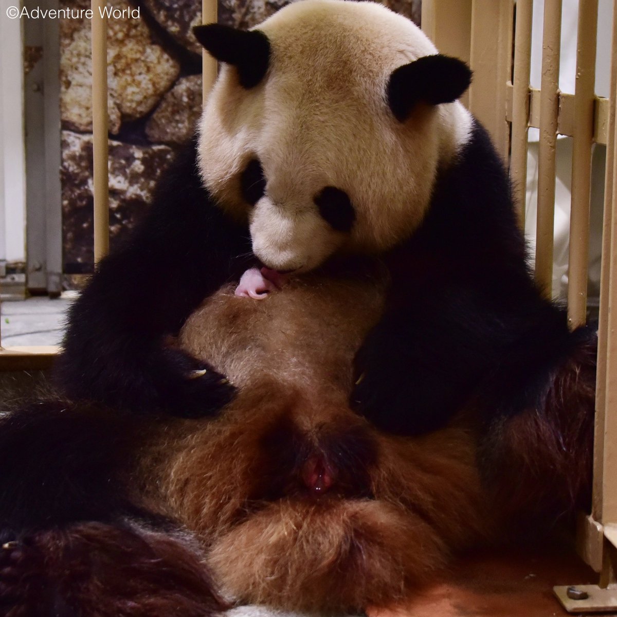 専用　シャンシャン　彩浜　楓浜 パンダ自身」公式サイト | 光文社のパンダ専門誌 | panda.jisin.jp