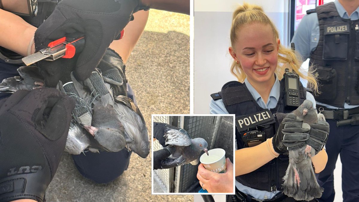 bpol_by's tweet photo. 👮♀️👮 der #Bundespolizei #München retteten im #Ostbahnhof eine in einem Netz verfangene #Taube, versorgten diese und übergaben das Federvieh in Obhut des #Tierheimes #Riem. Mehr dazu: https://t.co/2DOPrZHHIZ. *M https://t.co/YKVzmnRAnj