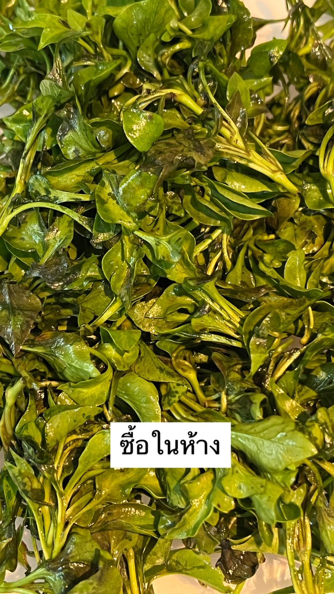 fernnnfernnfern's tweet photo. ชีวิตช่วงหลังๆพบว่า บางทีผักที่เราไม่ชอบ อาจจะแค่ซื้อไม่ถูกแหล่งอะ 5555 😆

เช่นผักน้ำ นี่หากินเพราะประโยชน์เยอะ ตอนซื้อมาจากห้างคือเหม็นเขียวมาก กินไม่ได้ค่ะ เหมือนเคี้ยวเชร็ค 🥲
สภาพก็หดหู่ ให้ลองกินผักน้ำที่ส่งตรงจากเบตงก่อน เทียบกับอันที่ซื้อในห้างกทม. คือคนละเรื่องเลย ไม่ได้อยากจะว่ากันแต่ มันแตกต่างกันอย่างเห็นได้ชัดอะ อันที่ชาวบ้านตัดเองขายเองส่งตรงมาเอง

มันไม่เหม็นเขียวเลย ขนาดส่งมาข้ามภาค สภาพยังดีกว่าสั่งในห้างจ่ะ