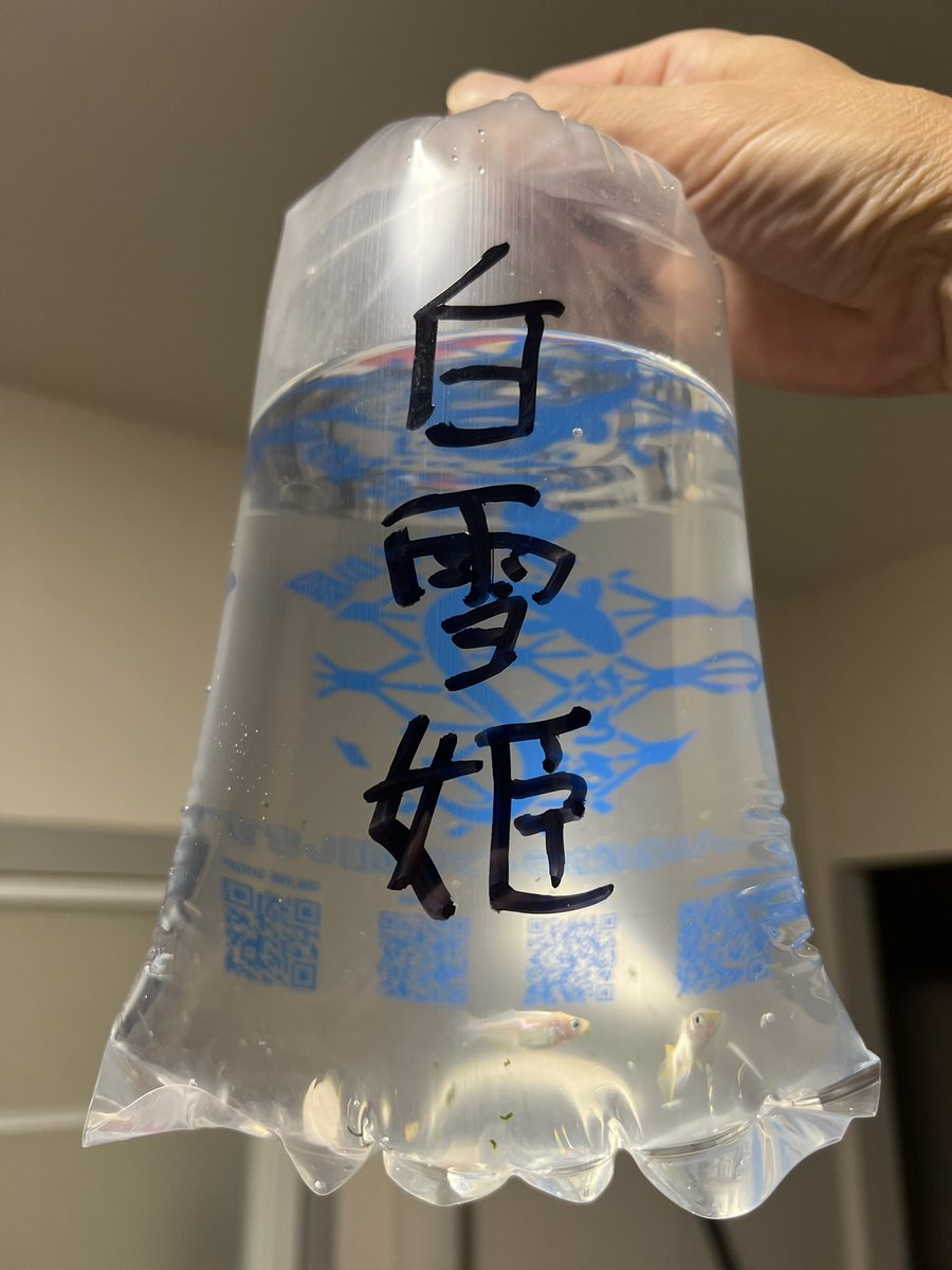 sarapapa731's tweet photo. 相方の希望もあって、今日はちょっと足を伸ばして埼玉富士見市のメダカ屋さん　@unatorofarm
うなとろふぁ〜むさんに行ってきた☺️
関東最大級の規模は伊達じゃなかったな💦

色んな品種と気さくな店員さんでとても楽しかったなぁ😊 
またお邪魔させていただこうw🙆🏻‍♀️

#うなとろふぁ〜む https://t.co/sqrGO7v8Pz