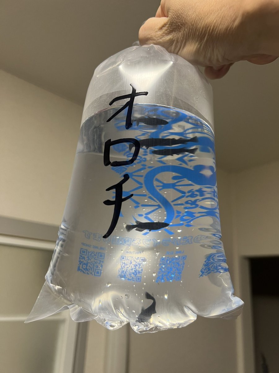 sarapapa731's tweet photo. 相方の希望もあって、今日はちょっと足を伸ばして埼玉富士見市のメダカ屋さん　@unatorofarm
うなとろふぁ〜むさんに行ってきた☺️
関東最大級の規模は伊達じゃなかったな💦

色んな品種と気さくな店員さんでとても楽しかったなぁ😊 
またお邪魔させていただこうw🙆🏻‍♀️

#うなとろふぁ〜む https://t.co/sqrGO7v8Pz