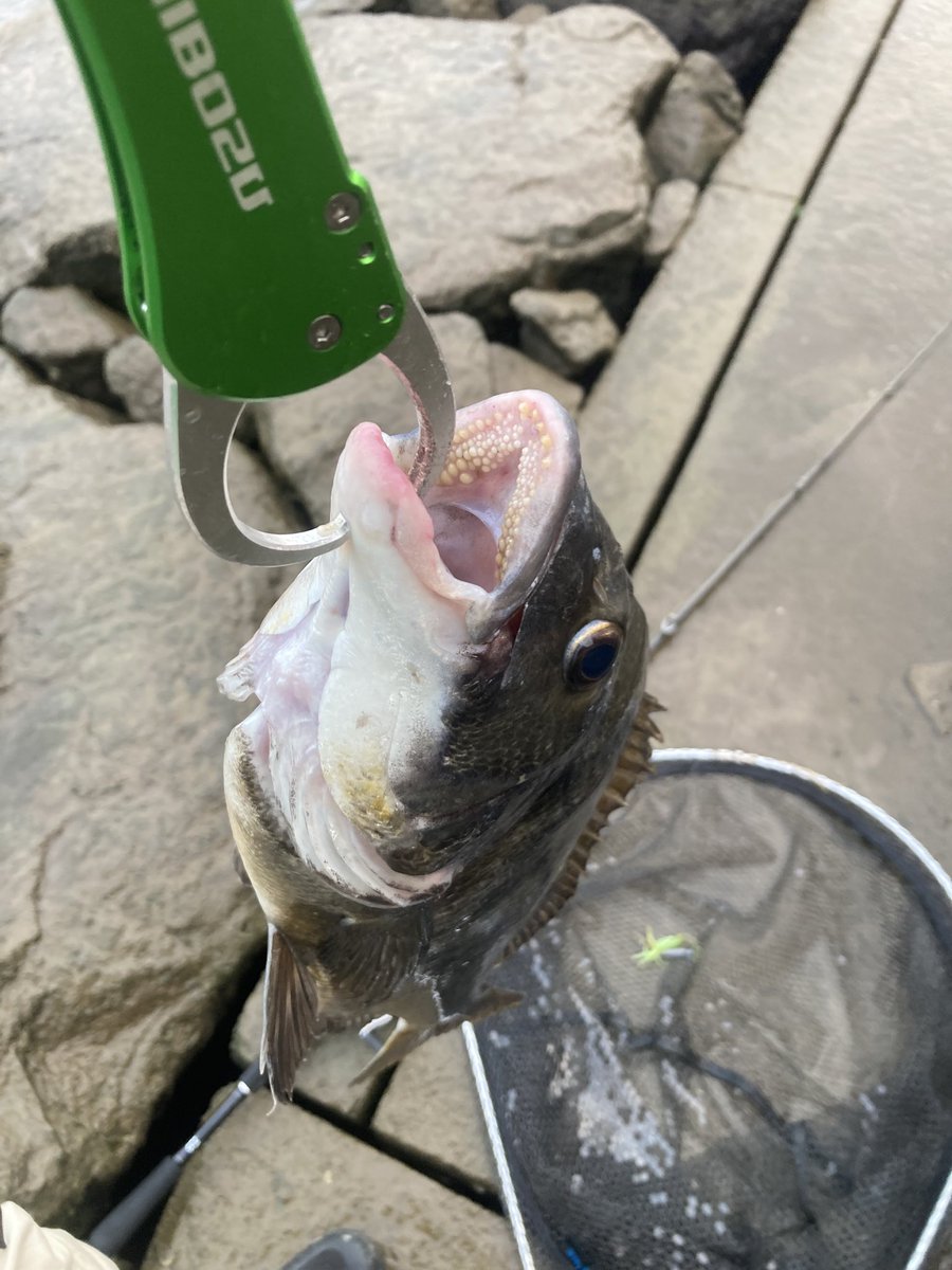 むぎい 4962308639145_01.jpg