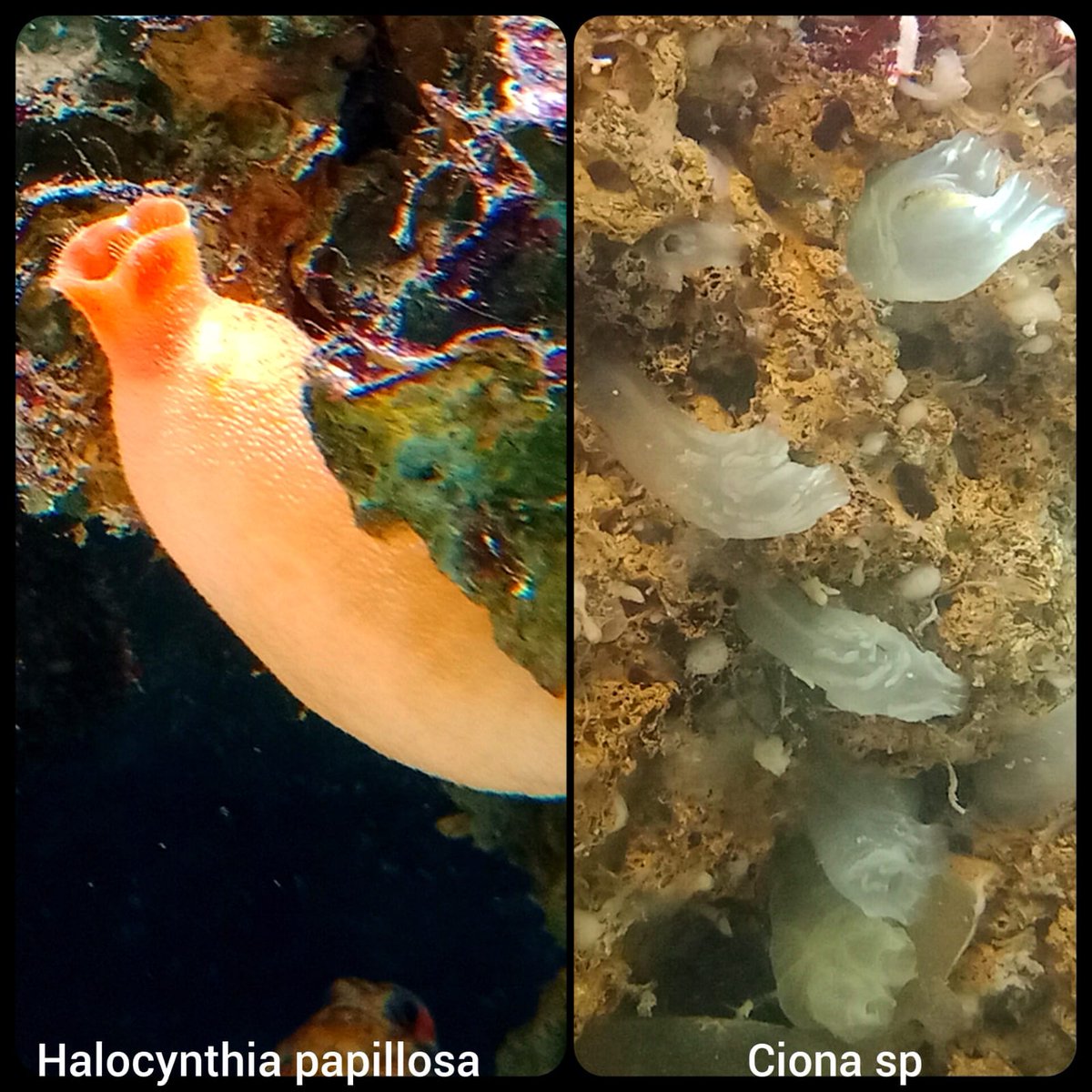 En el mar hay héroes invisibles. Las ascidias, pequeños tunicados, son expertas en filtrar el agua, eliminando materia orgánica e impurezas. Gracias a ellas, otros animales disfrutan de un hogar más limpio y saludable 🌊

#vidamarina #AquariumSantaPola #MuseodelMarSantaPola