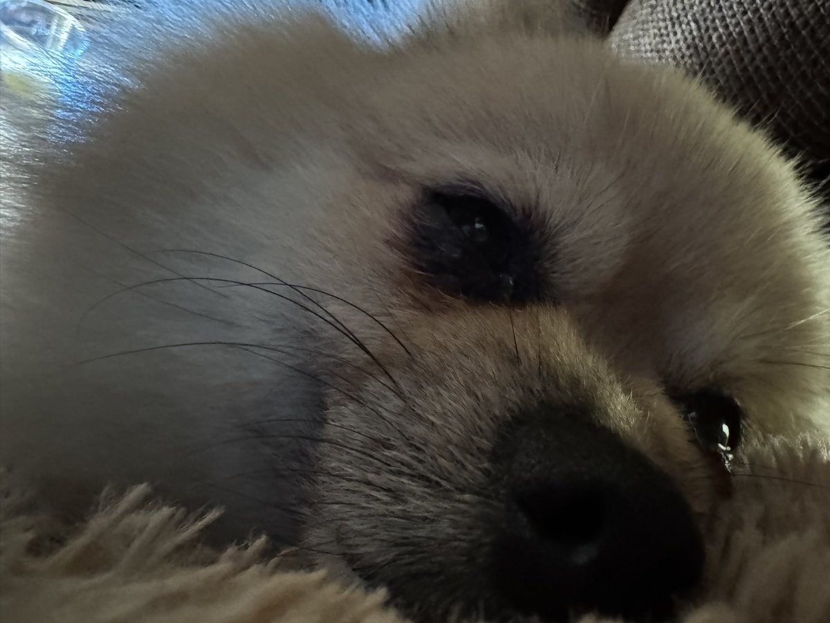 aXx0619xXa's tweet photo. 俺の舎弟 https://t.co/mDWOGjzqhX