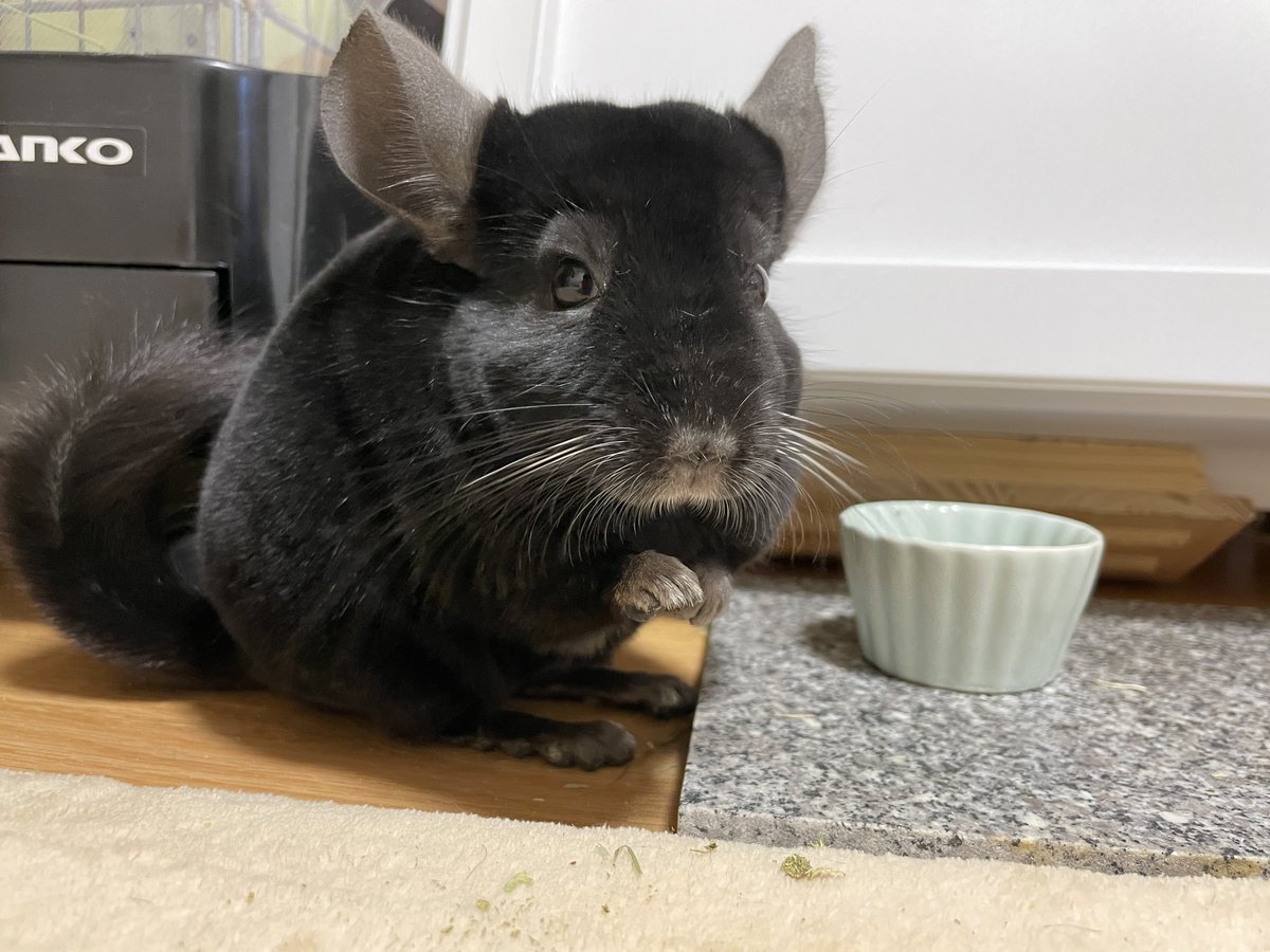 Ca_pom's tweet photo. やまちゃんおかえり〜🐭 https://t.co/cTvGFmWWQu