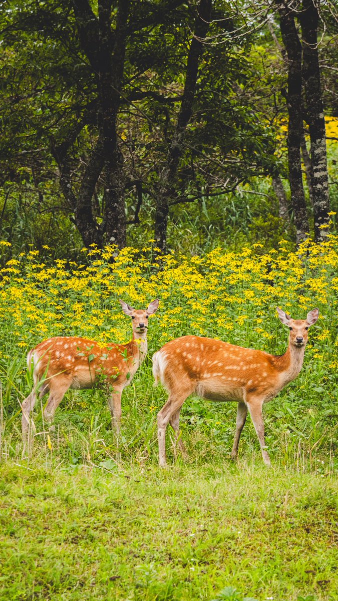 夏休み。
暑さから逃げて釧路湿原に逃げ込んだら野生の動物に出会ってとても癒された。