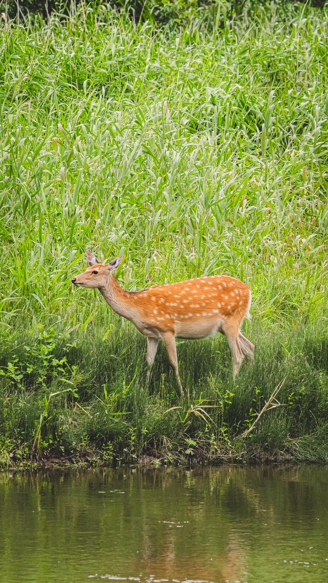 kiichiy_'s tweet photo. 夏休み。
暑さから逃げて釧路湿原に逃げ込んだら野生の動物に出会ってとても癒された。 https://t.co/l8PyTDVxlD