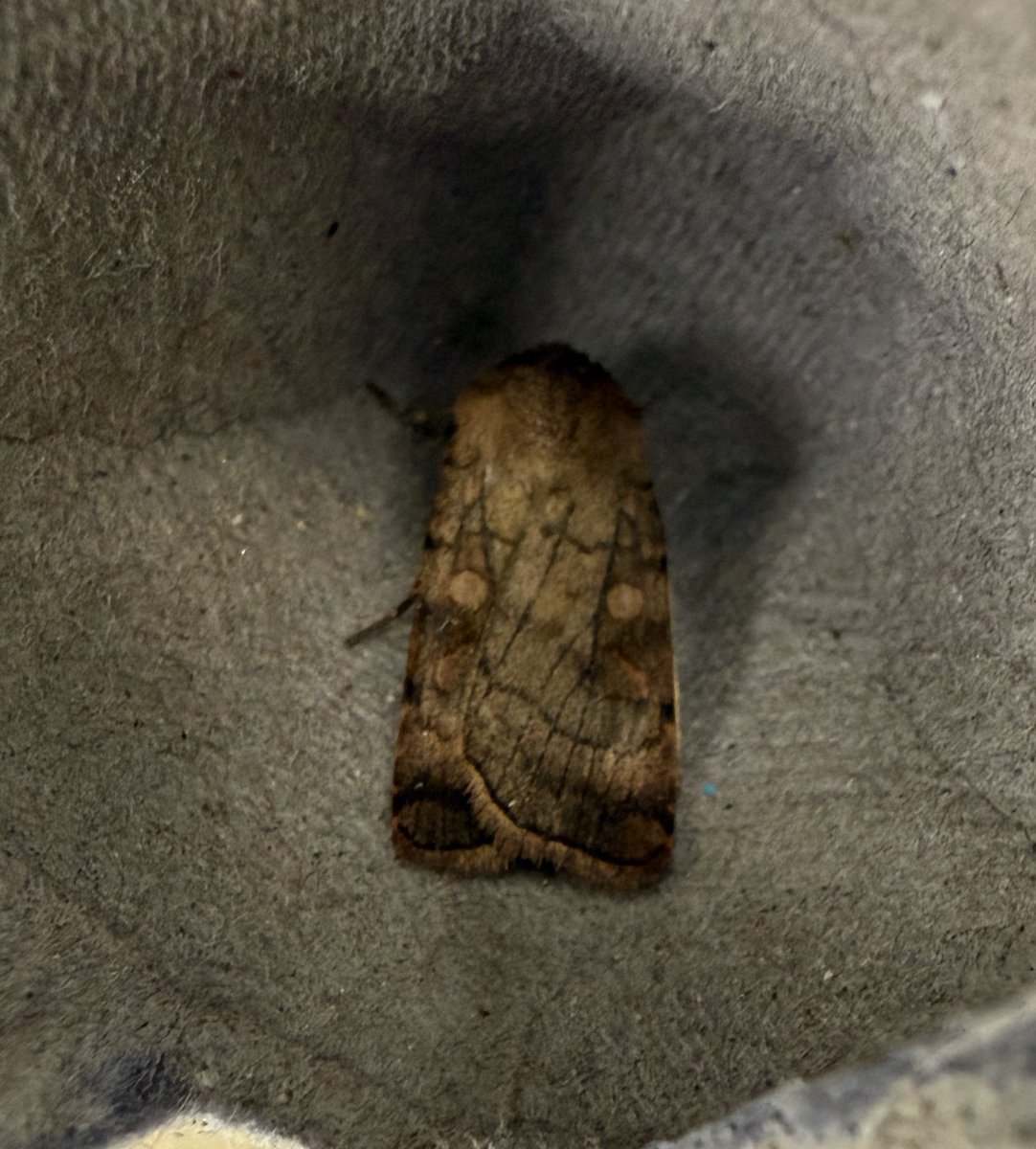 Ruth Newby (@ruth_newby) on Twitter photo Undisputed star of last nightโs trap was NFG Dark Crimson Underwing, but supporting cast of NFG Broad-barred White (2nd gen?), NFY Square-spot Rustic, Six-striped Rustic, and Hypsopygia glaucialis, plus a battered White-point, my 2nd this year. <a href="/pmandrews1973/">Phil Andrews</a> <a href="/BCWarwickshire/">BC Warwickshire</a> Undisputed star of last nightโs trap was NFG Dark Crimson Underwing, but supporting cast of NFG Broad-barred White (2nd gen?), NFY Square-spot Rustic, Six-striped Rustic, and Hypsopygia glaucialis, plus a battered White-point, my 2nd this year. <a href="/pmandrews1973/">Phil Andrews</a> <a href="/BCWarwickshire/">BC Warwickshire</a>