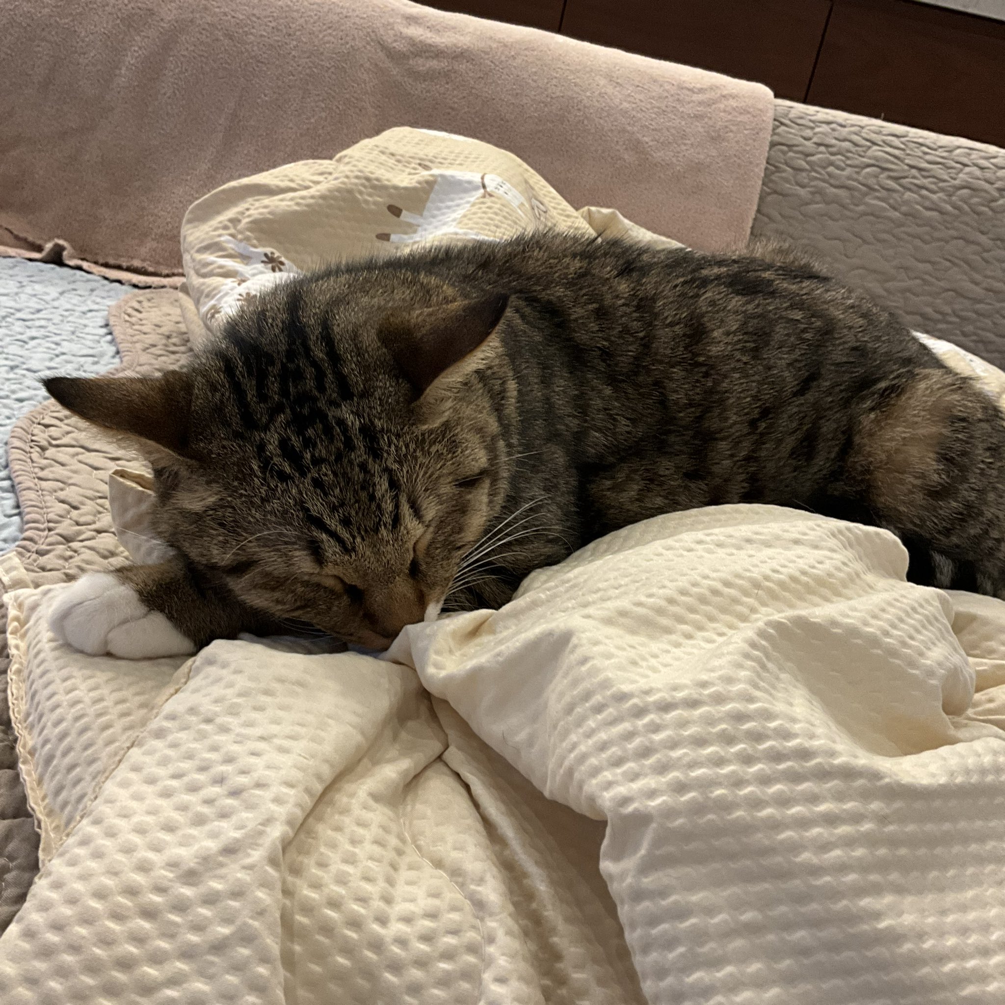 キラキラ⭐️　　ひょっこり猫 きらきら☆ on X: 