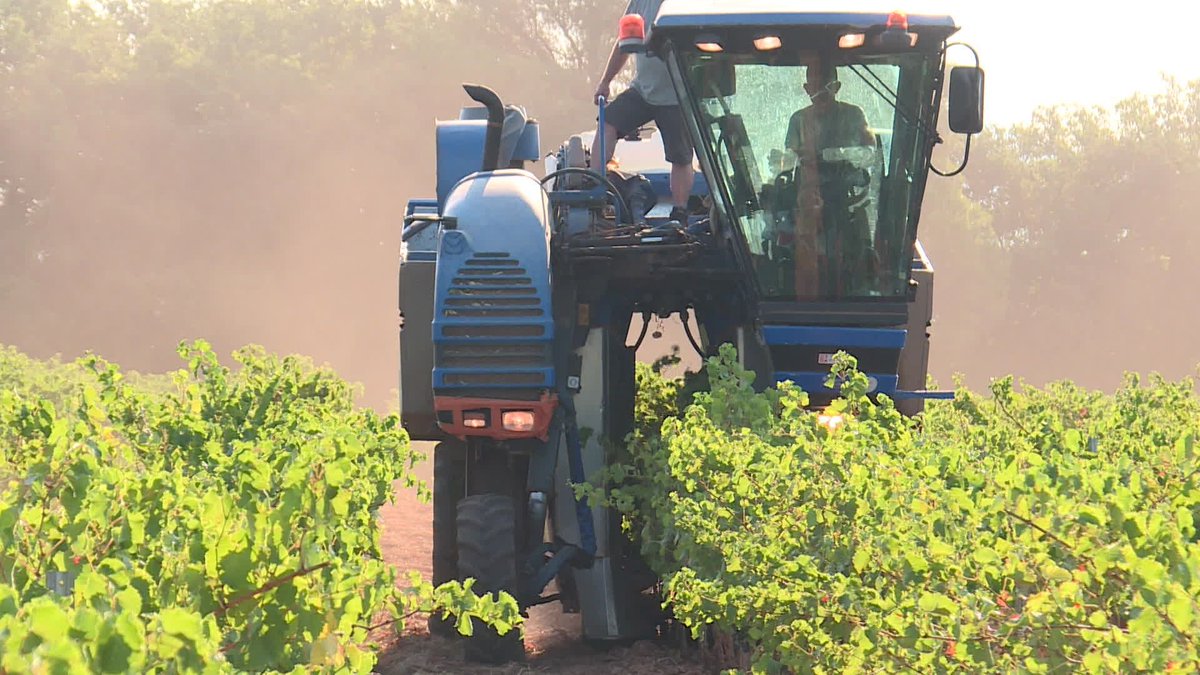 F3cotedazur's tweet photo. Les vendanges des rosés Côtes de Provence ont commencé avant le 15 août, cette avance se normalise ► https://t.co/E251U428m0 #vendanges #var #cotesdeprovence https://t.co/CUH5fU8NwN